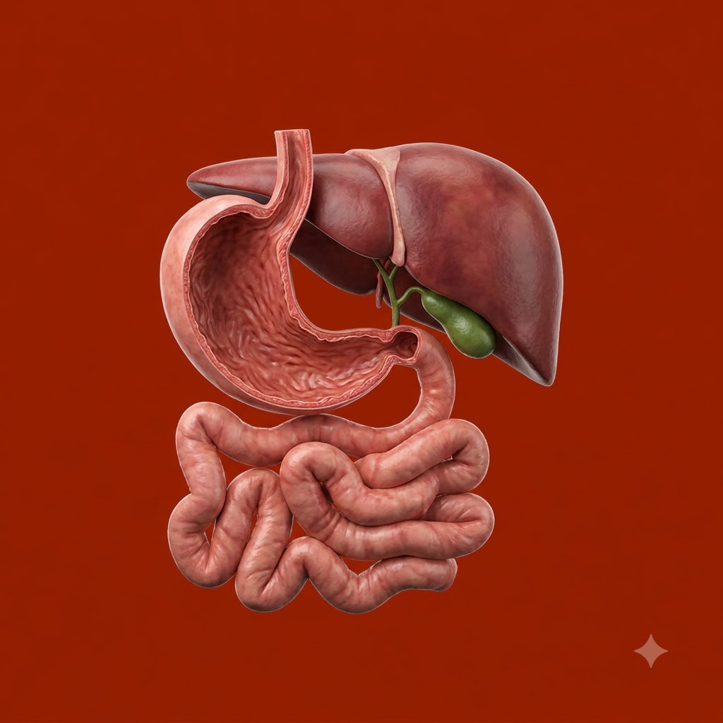 Здоровье пищеварения и печени - Digestive & Liver Care